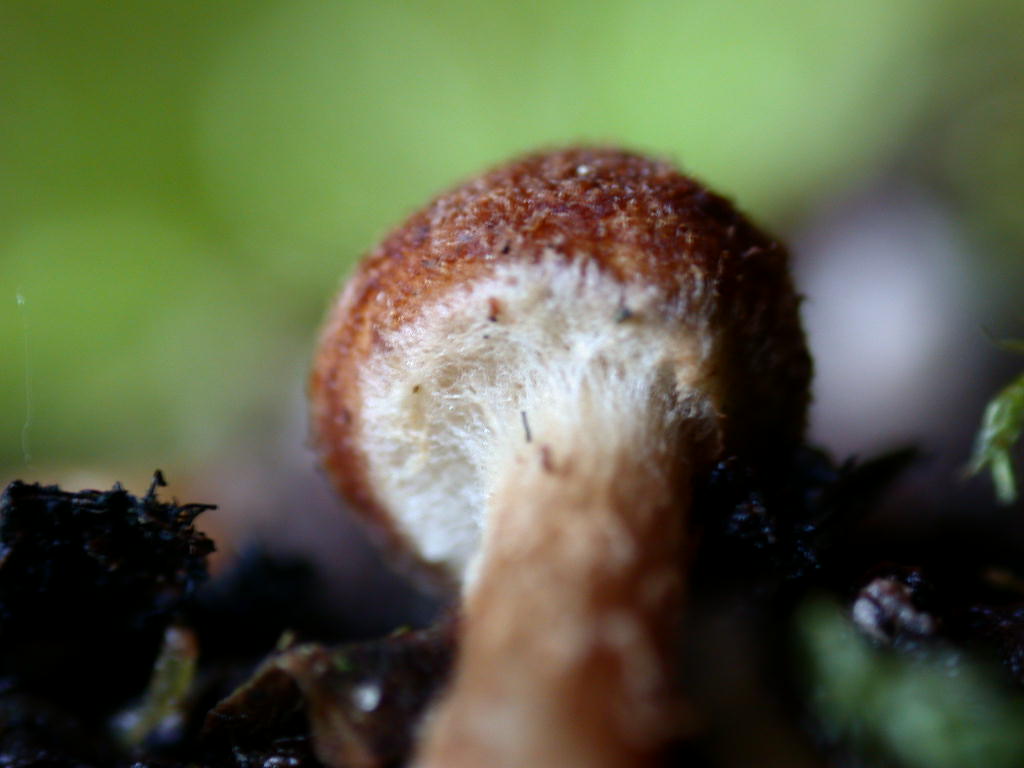 Sotto Alnus glutinosa...(cfr. Inocybe squarrosa)